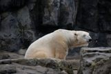 Polar Bear at the Rochester Zoo
